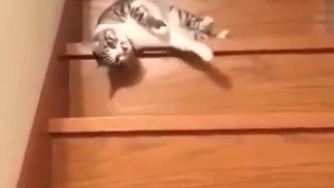 cat talented