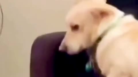 Funny Animal videos to Brighten Up your Day 😂 🥰