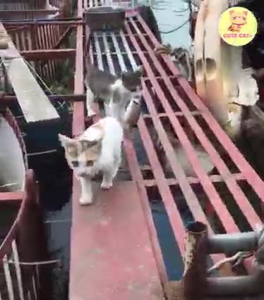 Cats swim in the water