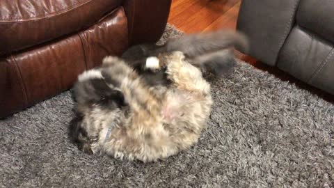 Pet Wrestling Pt 3