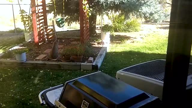 Moment Five Bobcats Chill Out In Colorado Familys Back Garden