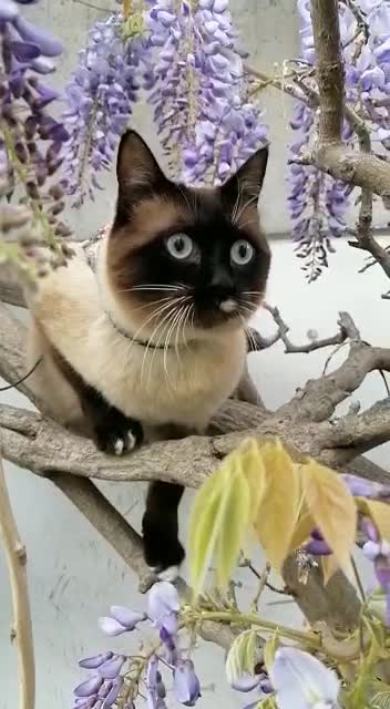 cute cat climbing tree flower