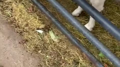 a goat who wants to eat so badly.