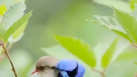 Don't miss this awesome video ...!!!!!