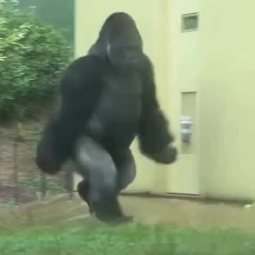 Funny Monkeys make me Happy