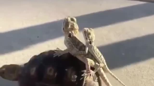 Safe ride on tortoise back