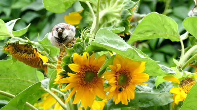 bird-sparrow-sunflower-foraging