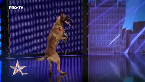 DOG! TALENTED Câinele care a uimit toata sala | Romania's Got Talent