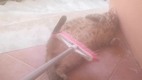 Cat Gets Groomed with a Broom