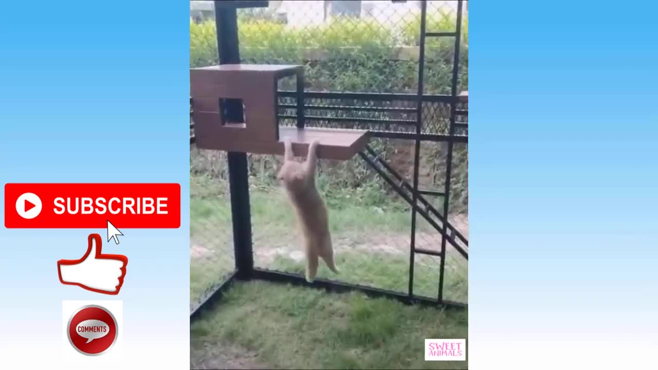 Top Best Funny Cats Top Best Funny Dogs