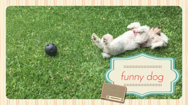 Very funny dog.