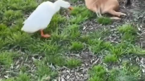 funny Different animal chasing video