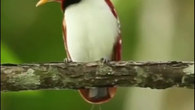 Cute Bird🐦 is nice video