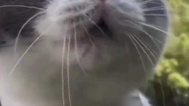 Cute Cat Sings My Heart Will Go On - Titanic (Funny)