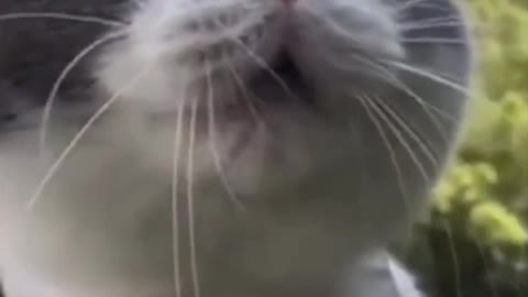 Cute Cat Sings My Heart Will Go On - Titanic (Funny)