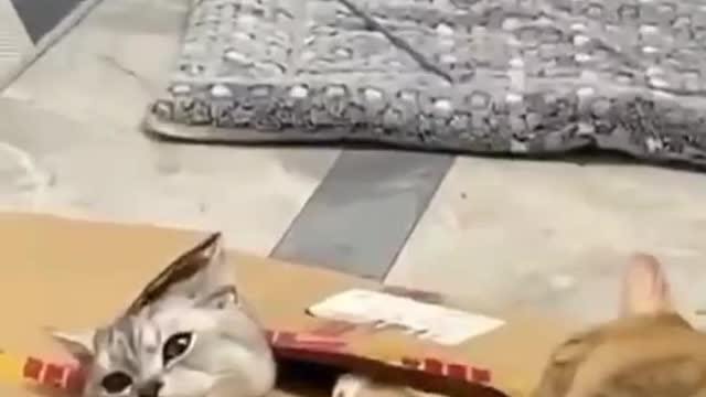 Cat helps it's beloved cat stuck in box.True love😍