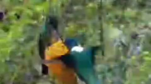 Beautiful Birds