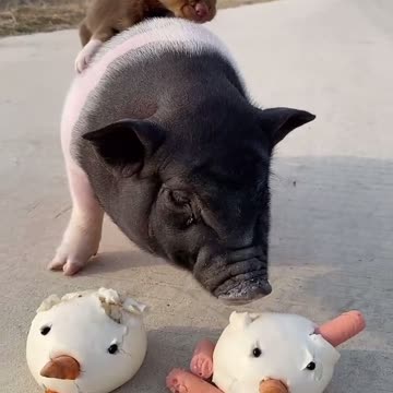 My be love dog 🐶 riding 🐷