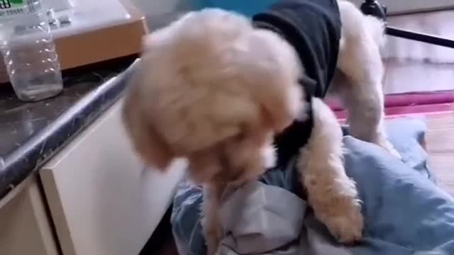 my dog