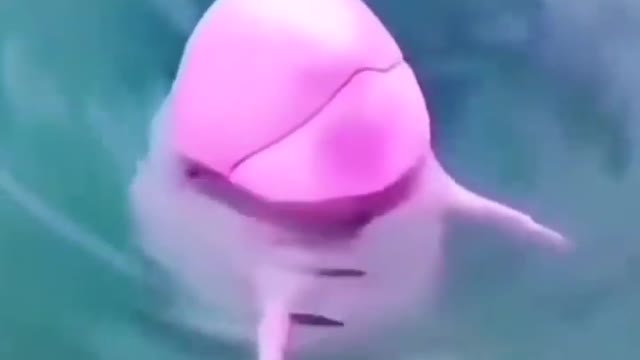 This is a beautiful and charming water-dwelling species