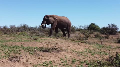 Elephant on Savannah woodland