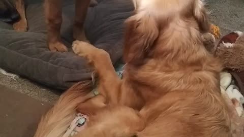 My puppy is a thief 😂
