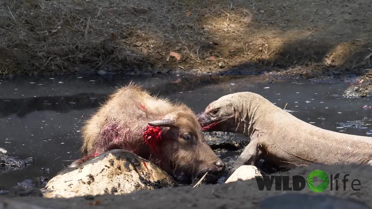 Komodo Dragon attack