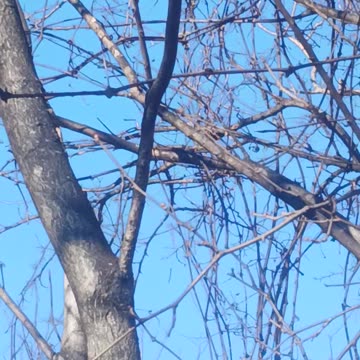 Woodpecker kissena park.