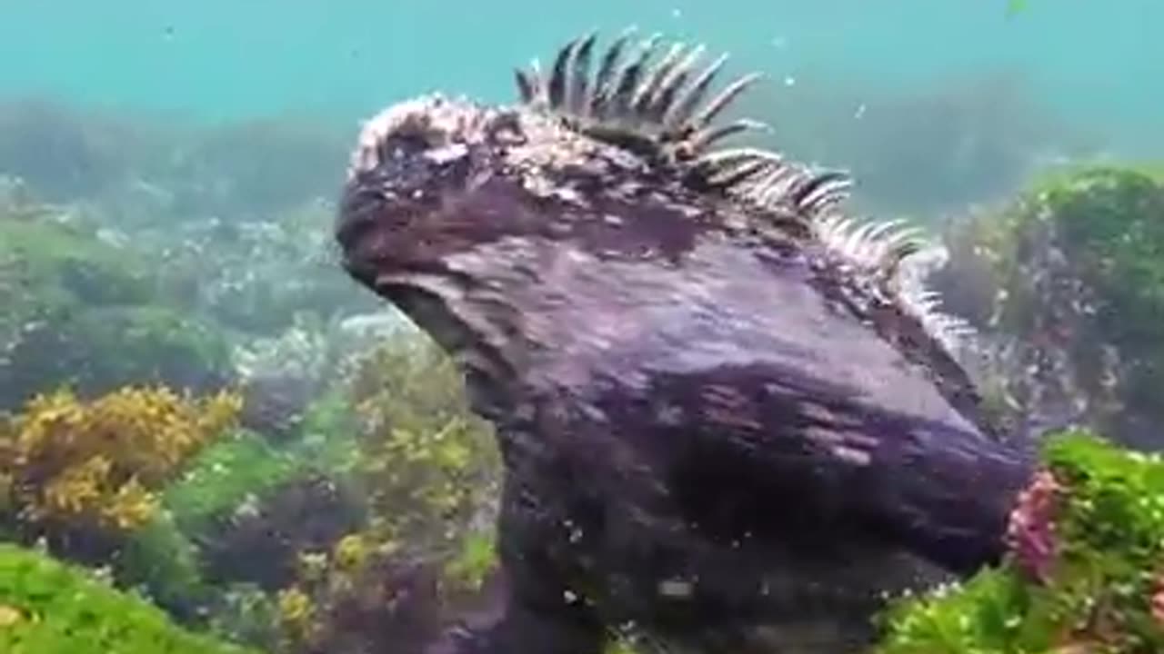 Galapagos Islands