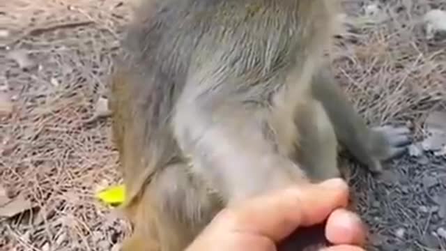 cute monkey reaction #funny #shorts #trending