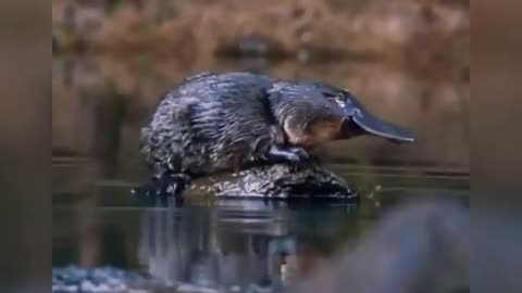 Platypus