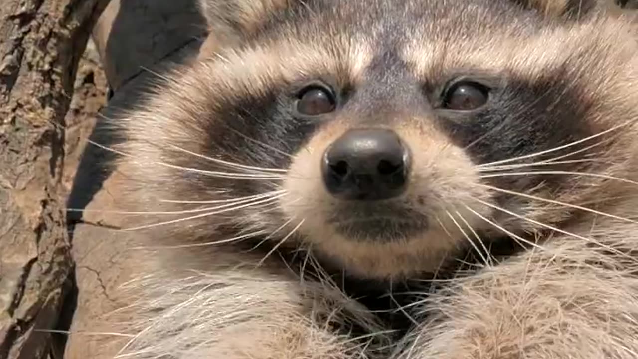 Raccoon Wildlife NaturePhotography #UrbanWildlife #CuteAnimals #RaccoonLove