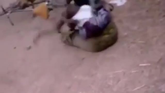 Hard working mother unexpectedly taken with his baby by fighting goats