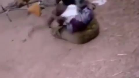 Hard working mother unexpectedly taken with his baby by fighting goats