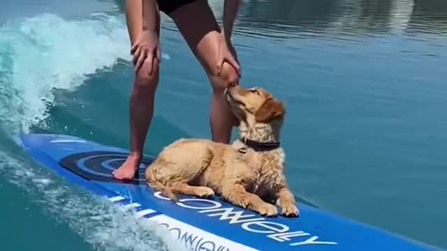 Crazy Puppy Surfing!!!