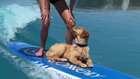 Crazy Puppy Surfing!!!