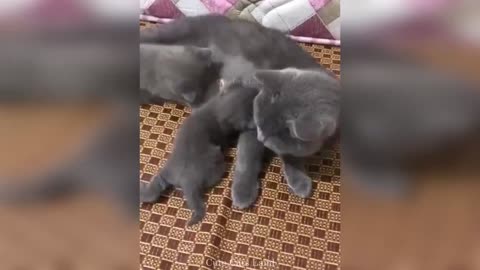 Baby Cats | Cute And Funny Cat Videos 😂🤣🤣🤣🤣🤣