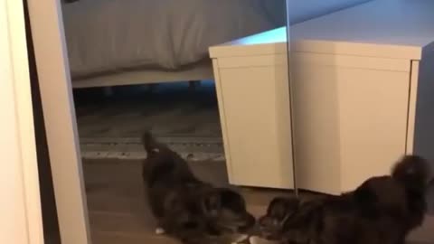 Dog baby best funny video