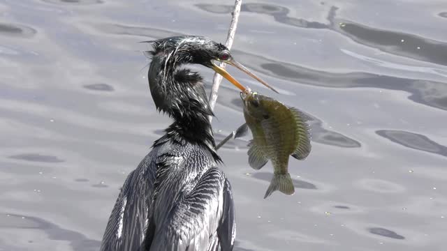 Anhinga downing a large fish