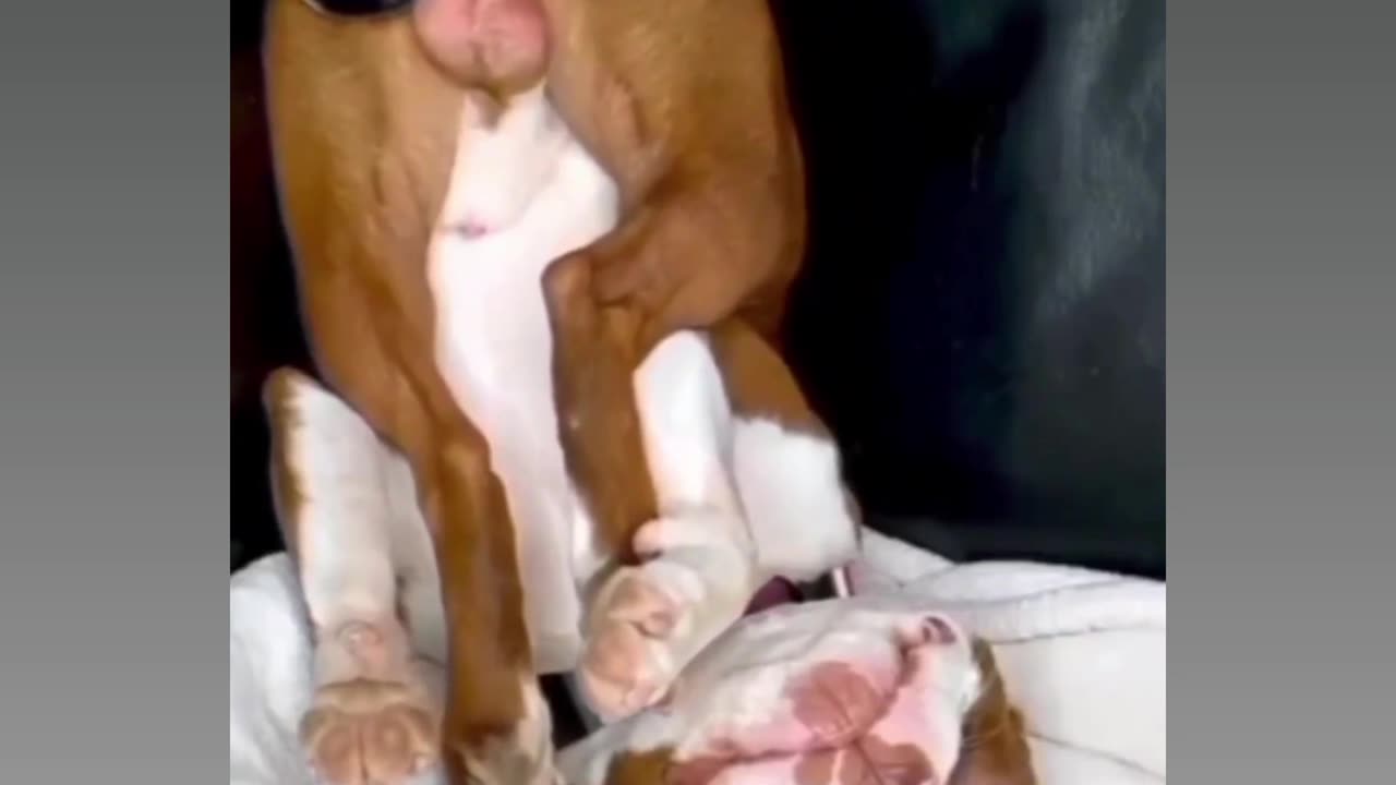 Dog funny videos
