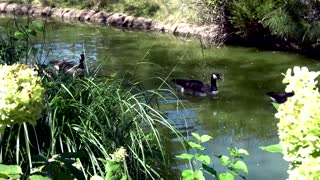 Ducks in a pond