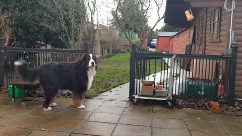 Huge dog barking at balloon