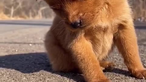 Video Dog