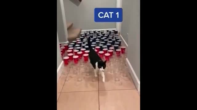 Have you met stupid cats?