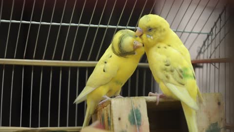 Two lovely birds play together in a cage