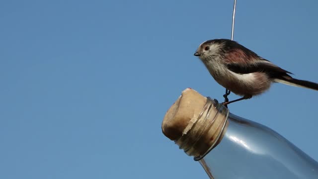A small bird does not eat you except if it hangs for him