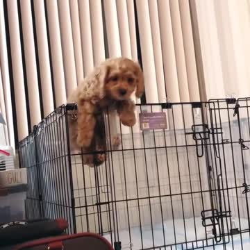 When Your Owners Underestimate Your Monkey Abilities