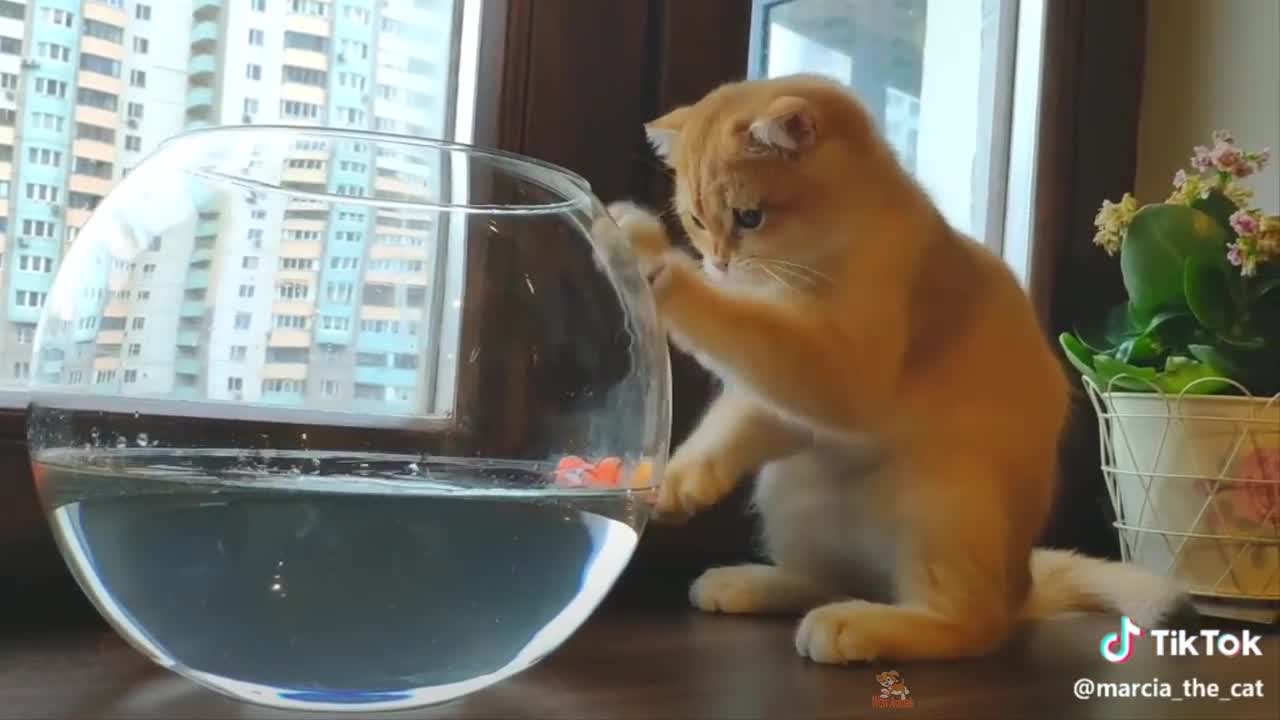 Funny Cat Reaction to Sea Animals - Cats and Sea Animals Reaction Compilation