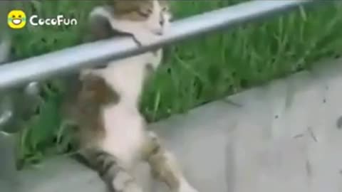 Funny cats