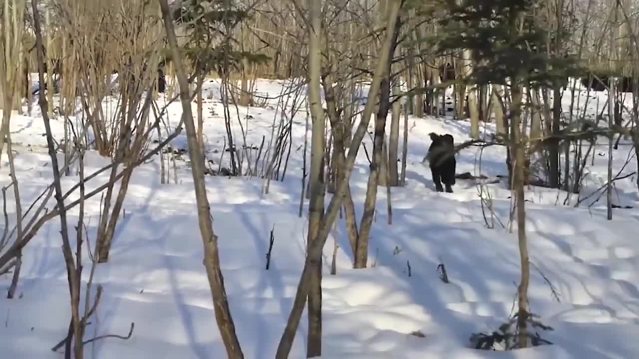 Mother Yak save her cubs from Snow Leopard